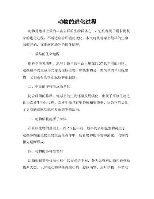 动物的进化过程
