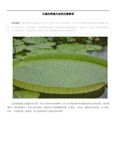 王莲的养殖方法和注意事项