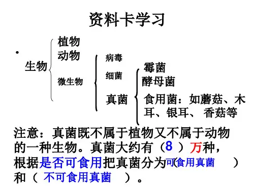 馒头发霉了PPt