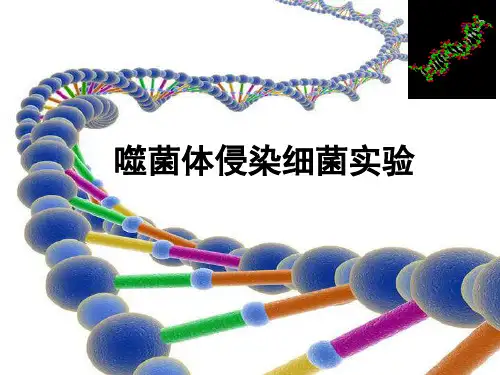 公开课课件噬菌体侵染细菌实验