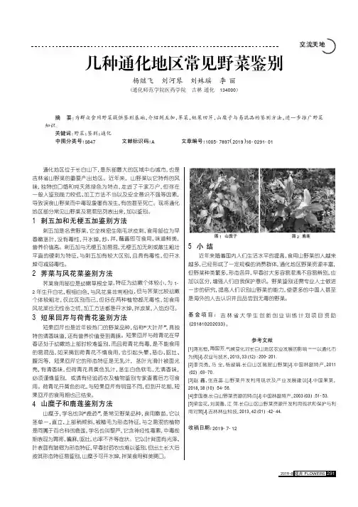 几种通化地区常见野菜鉴别