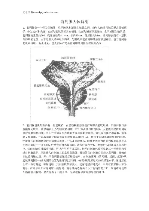 前列腺解剖