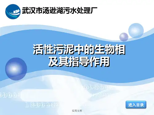 活性污泥中的生物相及其指导作用