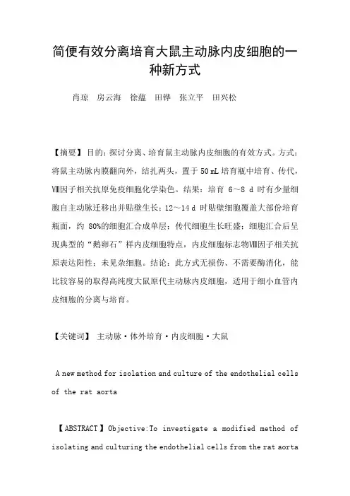 简便有效分离培育大鼠主动脉内皮细胞的一种新方式