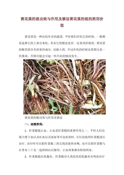 黄花菜的根功效与作用及禁忌 黄花菜的根的药用价值