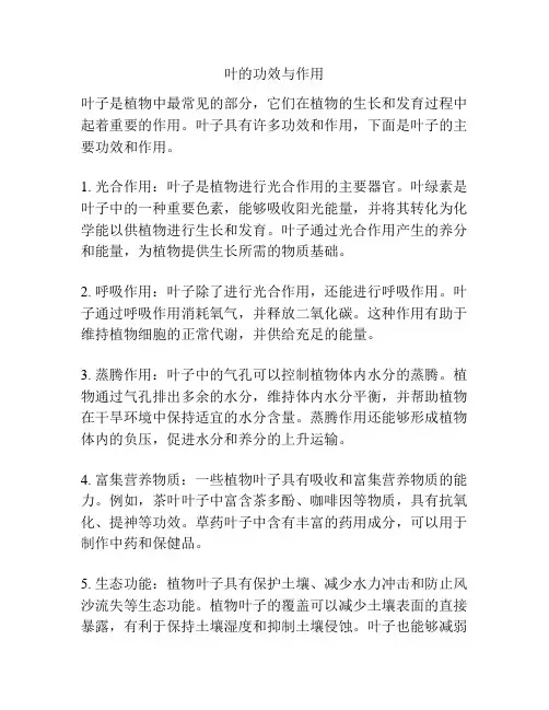 叶的功效与作用