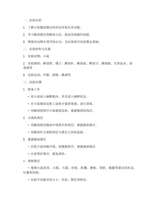 小鼠腹部解剖实验报告