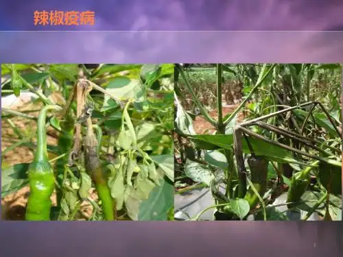 辣椒病害图谱PPT课件
