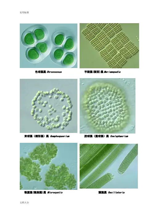 常见水生生物彩色图谱正文