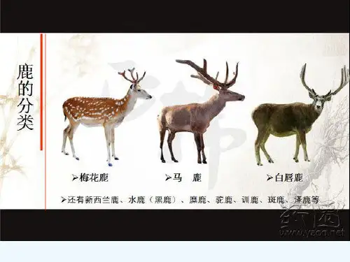 鹿茸的分类与功效