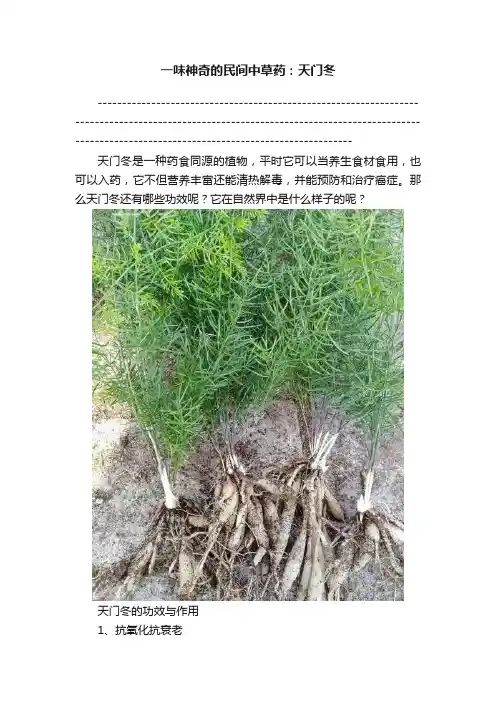 一味神奇的民间中草药：天门冬