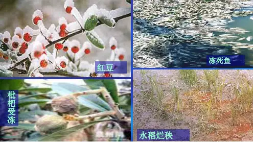 我国的寒潮与台风 课件