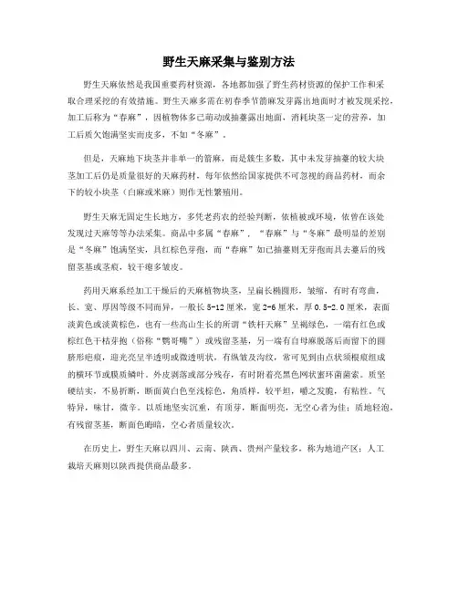 野生天麻采集与鉴别方法