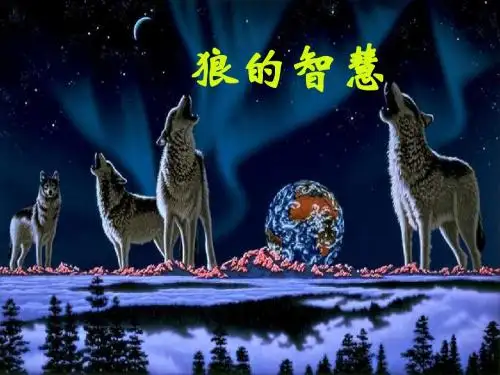 狼的智慧