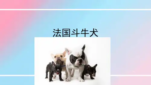 法国斗牛犬(终稿)-优秀课件PPT