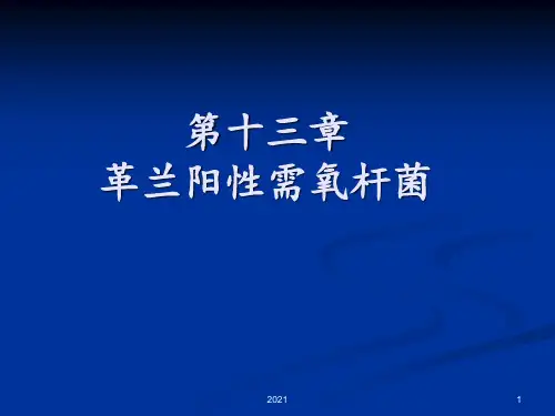 革兰阳性需氧杆菌PPT课件