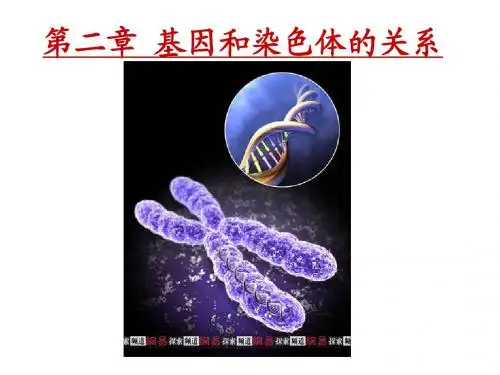 人教版教学课件必修2 第2章 第1节减数分裂和受精作用