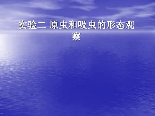 实验二 原虫和吸虫的形态观察
