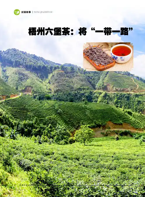 梧州六堡茶将“一带一路”变成新“茶马古道”