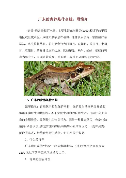 广东的青养是什么蛙,附简介