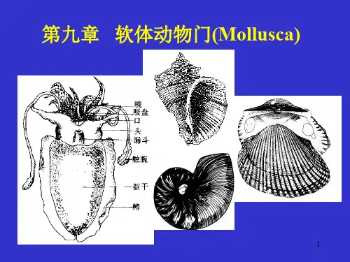 软体动物门PPT课件