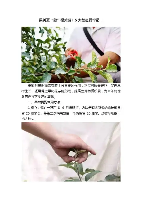 果树夏“剪”很关键！5大禁忌要牢记！
