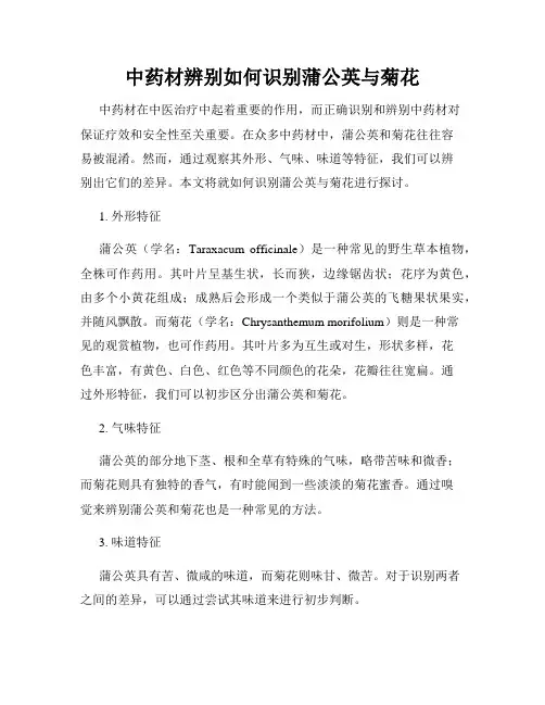中药材辨别如何识别蒲公英与菊花