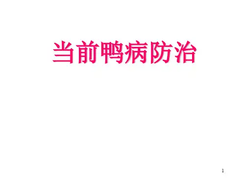 鸭病分析与治疗ppt课件