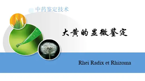 大黄的显微鉴定.pptx