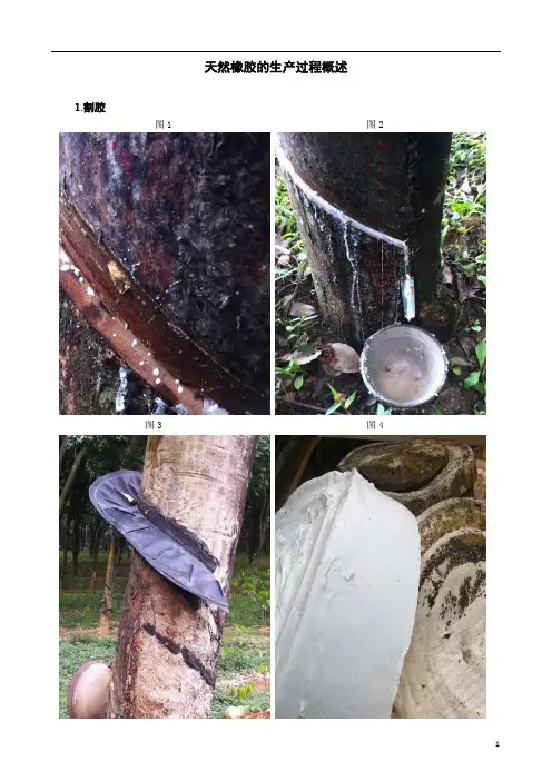 天然橡胶的生产过程概述
