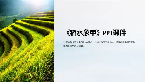 《稻水象甲》课件