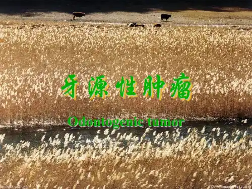 病理--牙源性肿瘤