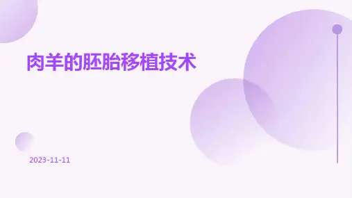 肉羊的胚胎移植技术