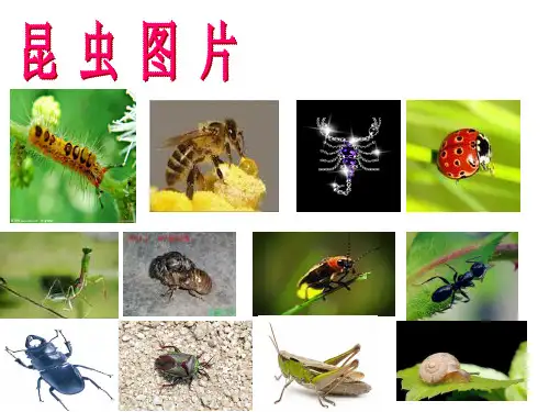 部编版语文八年级上册第五单元名著导读《昆虫记》课件(共28张PPT)