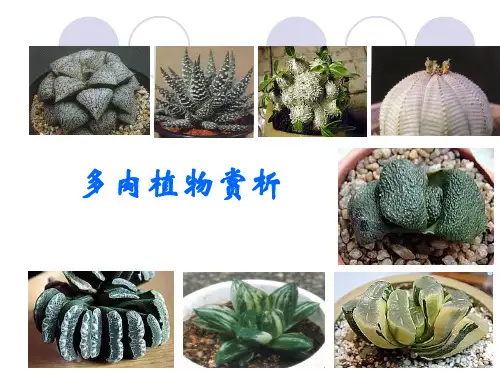 关于多肉植物课件