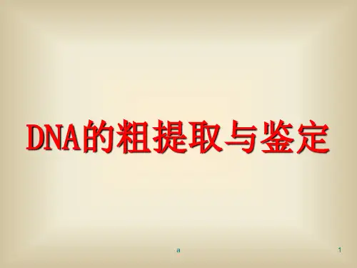 DNA的粗提取与鉴定(优秀课件)