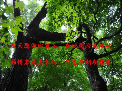 舒婷《致橡树》 ppt课件