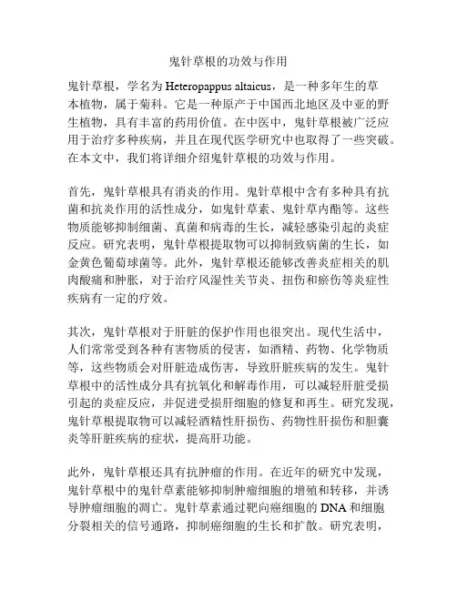 鬼针草根的功效与作用