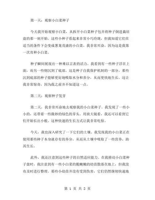 小白菜观察日记范文
