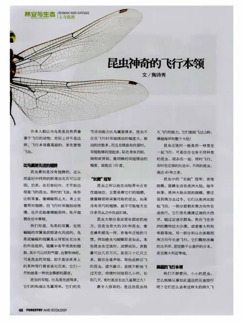 昆虫神奇的飞行本领