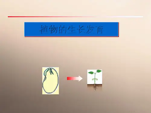 苏科版八年级上册生物 7.19.2植物的生长发育 课件(共28张PPT)优秀课件