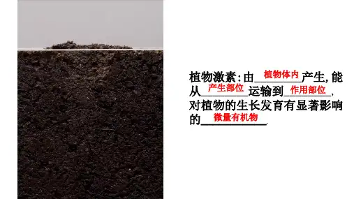 5.2其他植物激素课件高二上学期生物人教版选择性必修1