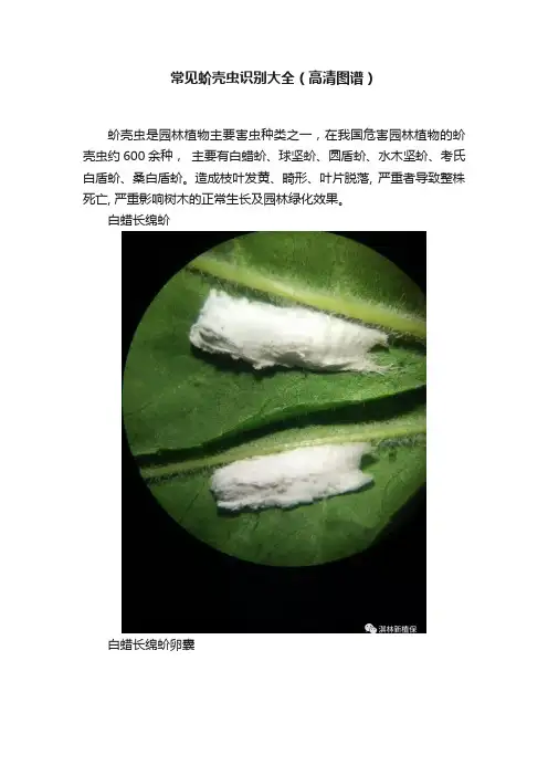 常见蚧壳虫识别大全（高清图谱）