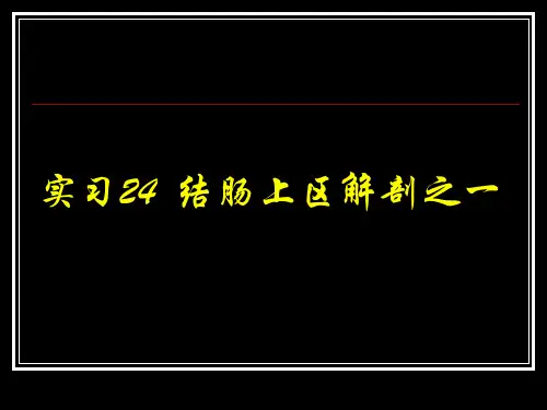 结肠上区解剖