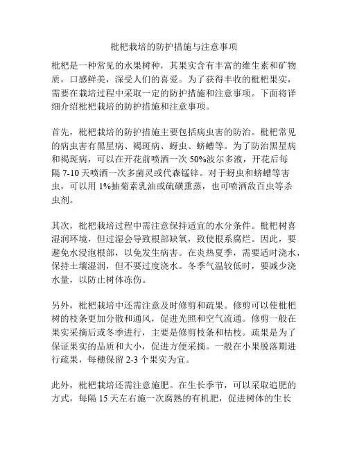 枇杷栽培的防护措施与注意事项