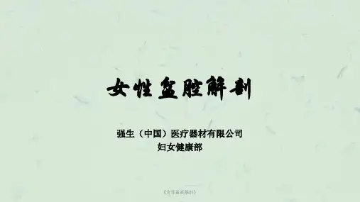 《女性盆底解剖》课件
