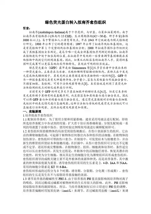 绿色荧光蛋白转入拟南芥愈伤组织