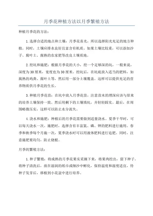 月季花种植方法以月季繁殖方法