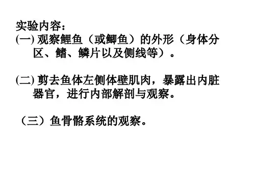 鲤鱼或鲫鱼的外形和内部解剖