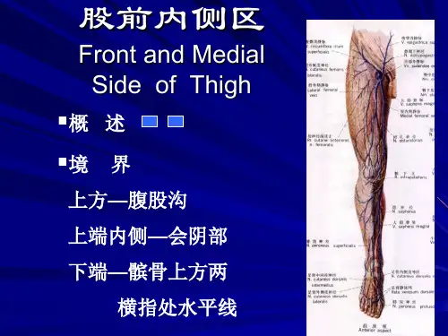股前侧区.ppt